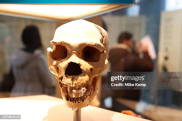 The Natural History Museum, London. A Neanderthal human skull.