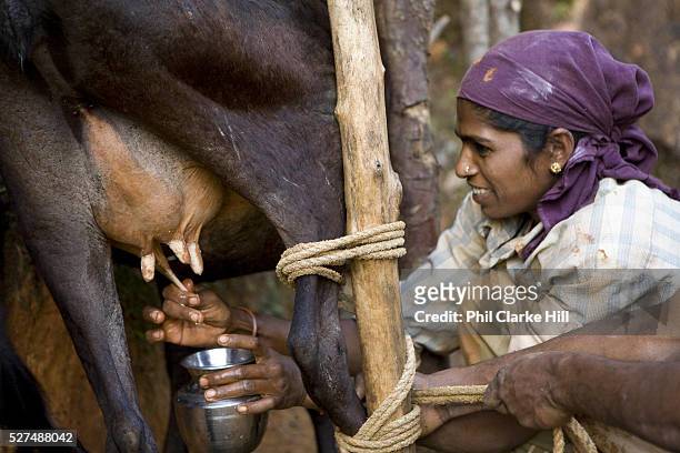 Indian woman milking a cow. Coorg or Kadagu is the largest coffee growing region of India, in the state of Karnataka, the inhabitants - the Kodavas...