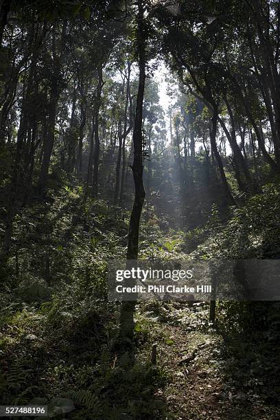 Sun breaking through the trees on a coffee plantation. Coorg or Kadagu is the largest coffee growing region of India, in the state of Karnataka, the...