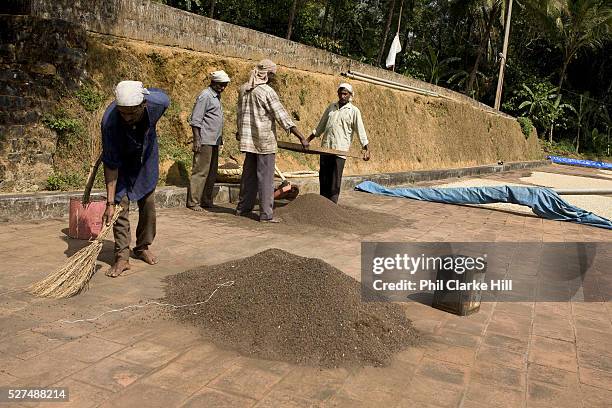 Coffee beans drying in the sun with workers around. Coorg or Kadagu is the largest coffee growing region of India, in the state of Karnataka, the...