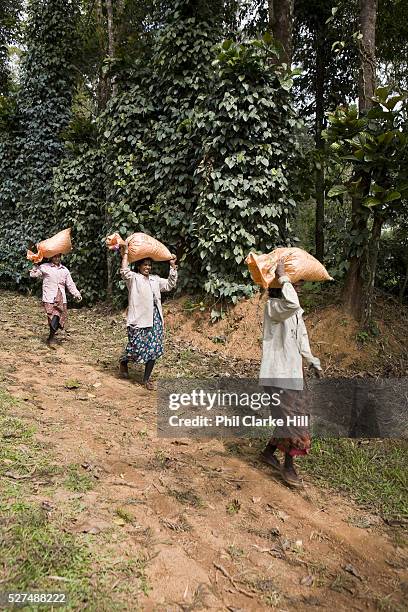 Coffee workers pickers carrying bags of coffee on their heads on a plantation. Coorg or Kadagu is the largest coffee growing region of India, in the...