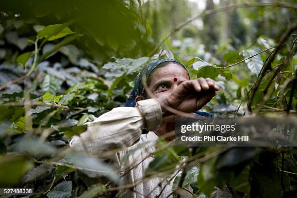 Coffee workers picking coffee on a plantation. Coorg or Kadagu is the largest coffee growing region of India, in the state of Karnataka, the...