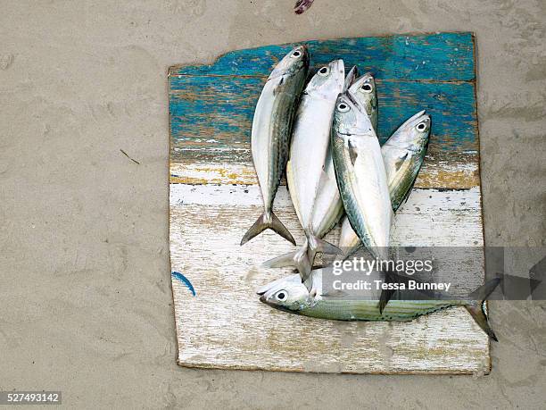 Freshly caught fish, Talisay, Santa Fe, Bantayan Island, The Philippines. Every morning at 7 am fish vendor Imelda Esgana meets the fishermen as they...