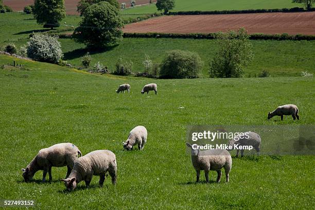 Sheep and lambs feeding on the luscious grass in fields near to Toddington in The Cotswolds, Gloucestershire, UK. This area is famed for it's local...