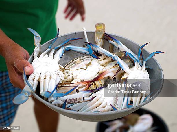 Fish vendor Imelda Esgana holding a bowl of freshly caught crabs, Talisay, Santa Fe, Bantayan Island, The Philippines. Every morning at 7 am Imelda...