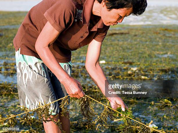 Gloria Mandawe seaweed farmer, Tamiao, Bantayan Island, The Philippines. Gloria starts work at 5 am to remove the algae from the seaweed by hand so...