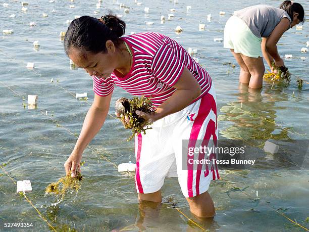 Seaweed farmers Zosima Yeliganio and Marissa Gegante cleaning the seaweed of algae by hand, Tamiao, Bantayan Island, The Philippines. Seaweed is fast...