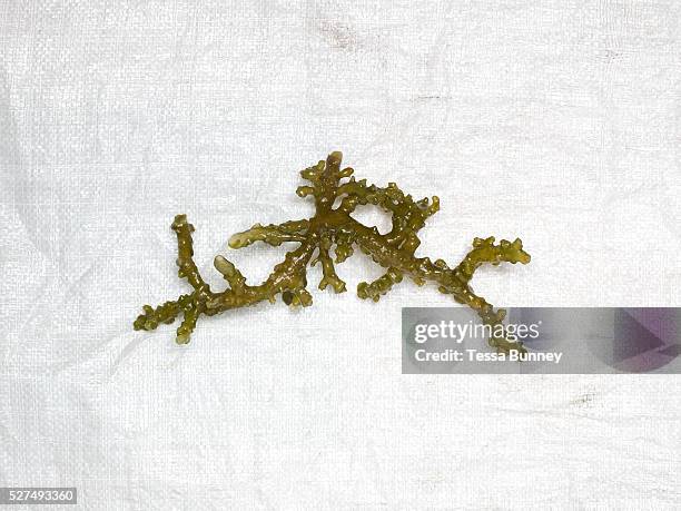 Freshly harvested seaweed, Tamiao, Bantayan Island, The Philippines. Seaweed farmers in Tamiao clean the seaweed by hand so that it will grow faster....