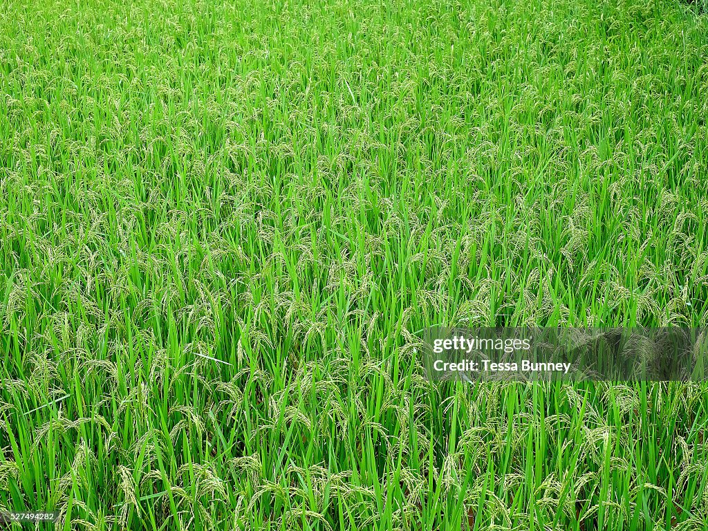 Th82 Rice A rice field of TDK8 improved variety which matures quicker than the ...