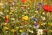 Wild flowers in meadow