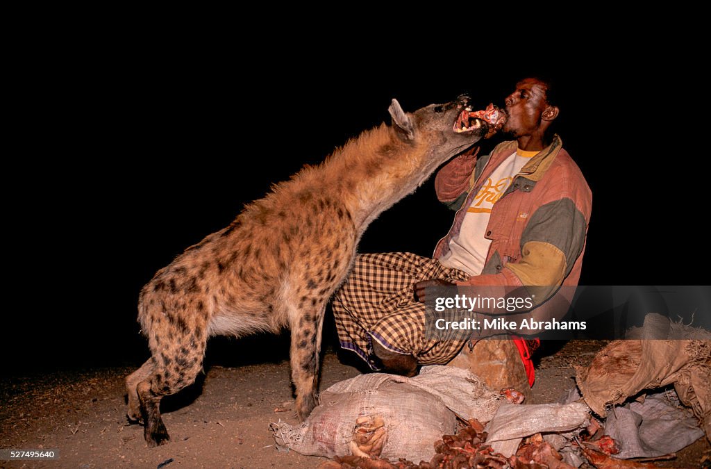 Ethiopia - Harar - The "hyena man" feeds the scavangers, so they are not tempted to attack the loca