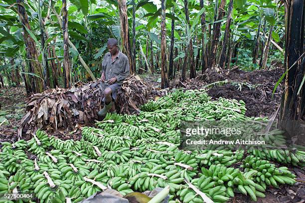 Batwa tribesman man sorts plantain fruits ready for making plantain wine on the edge of the Bwindi Impenetrable Forest, Uganda.