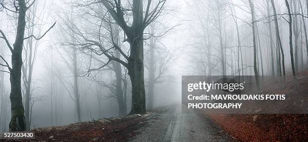 path through the forest - macedonia country stock pictures, royalty-free photos & images