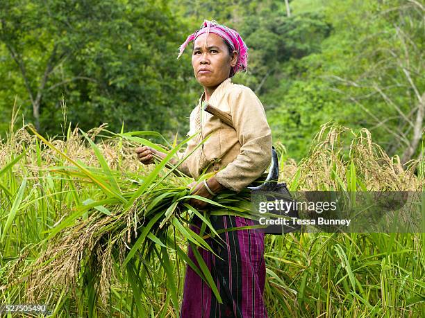 Hmong woman harvesting 'khao kam' in the village of Ban Chalern, Phongsaly province, Lao PDR. Slash and burn cultivation or �hai' in Lao PDR consists...