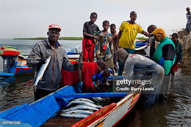 Fishermen returning to the village of Falia with their catch of mackerel, Senegal.