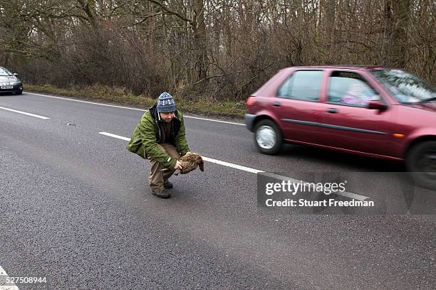 Fergus Drennan collects a pheasant on the road, killed by a car at Bishopstone near Herne Bay, Kent, UK.Fergus Drennan ,known as 'Fergus the Forager'...
