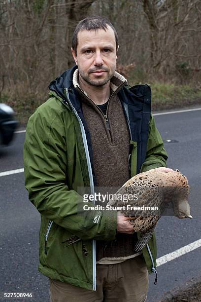 Fergus Drennan collects a pheasant on the road, killed by a car at Bishopstone near Herne Bay, Kent, UK.Fergus Drennan , known as 'Fergus the...