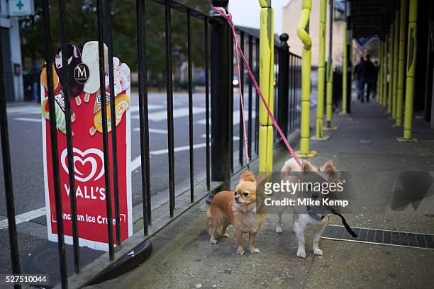 Two long haired Chihuahua dogs wait for their owner outside a convenience store in Wapping, London, UK. The little dogs have their leads attached to...