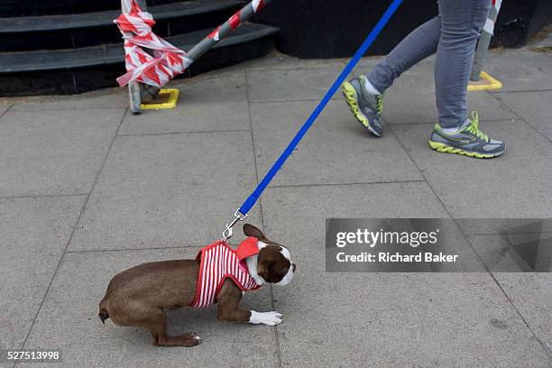 Dog owner and her small Boston Terrier puppy stops with nerves during a short walk through a south London street. Pulling on the young dog's lead,...