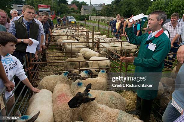 Sheep up for auction at the ancient annual Priddy Sheep Fair in Somerset, England. Buyers bid for the best quality animals while sellers gather to...