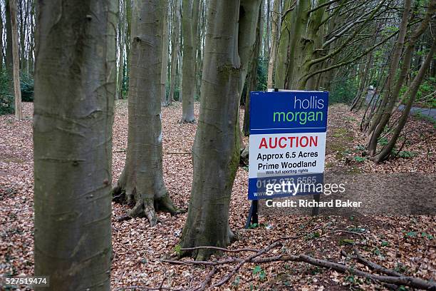 An auctioneer's sign announces an upcoming woodland sale by auction for private land in north Somerset. Surrounded by tall beech trees the sign shows...