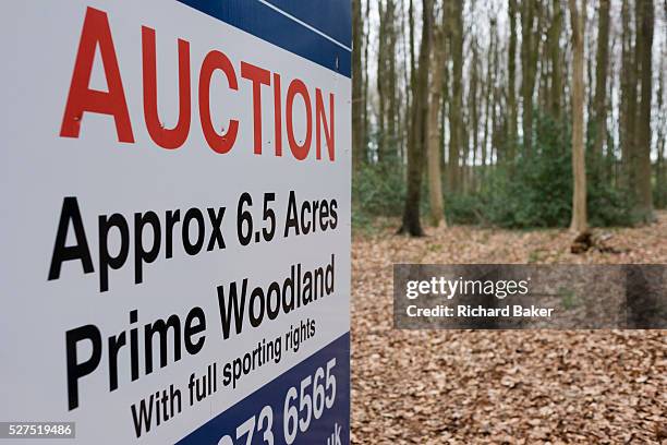 An auctioneer's sign announces an upcoming woodland sale by auction for private land in north Somerset. Surrounded by tall beech trees the sign shows...
