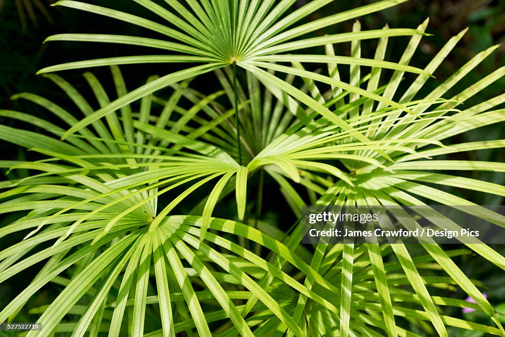 Lush foliage of a tropical plant
