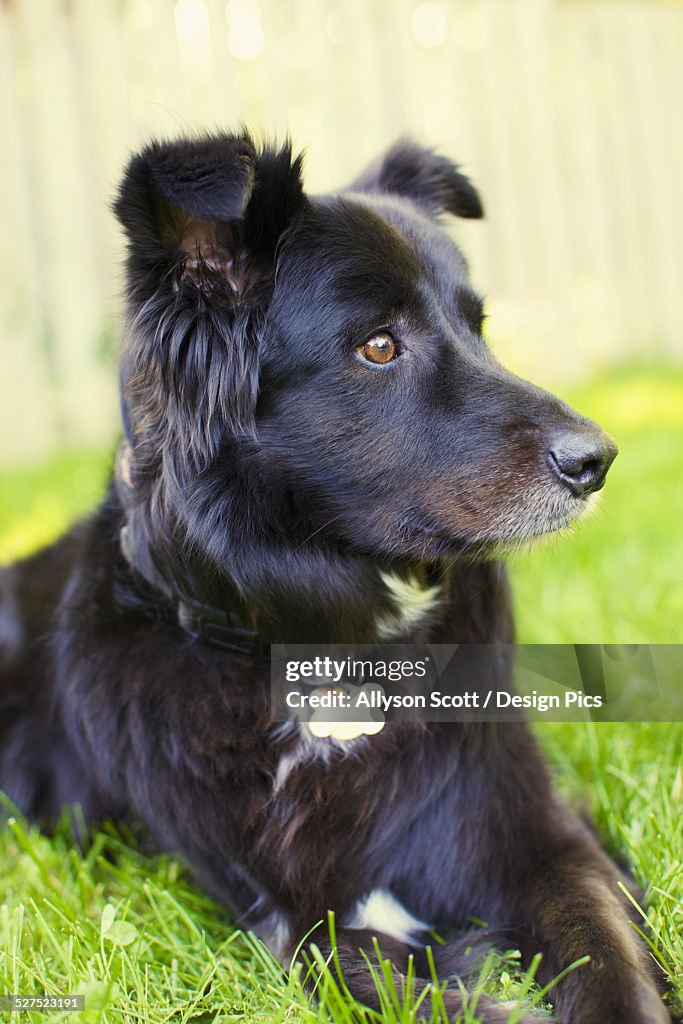 Portrait of border collie mix dog lying in grass