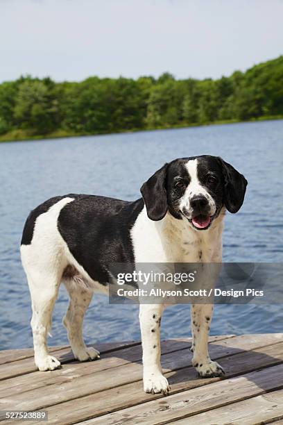 springer spaniel mix dog on a dock at blue lake - パリーサウンド ストックフォトと画像