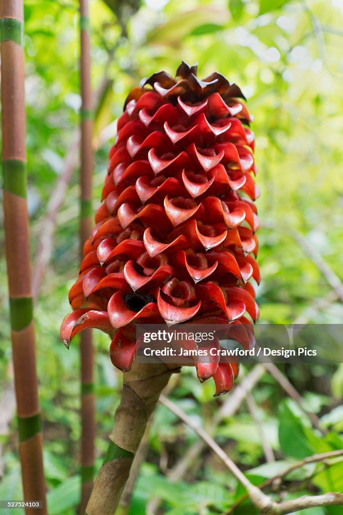Indonesian wax ginger flower
