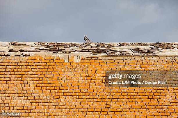 pigeon on an old barn roof with rotting shakes - tile barn outdoor centre stock pictures, royalty-free photos & images