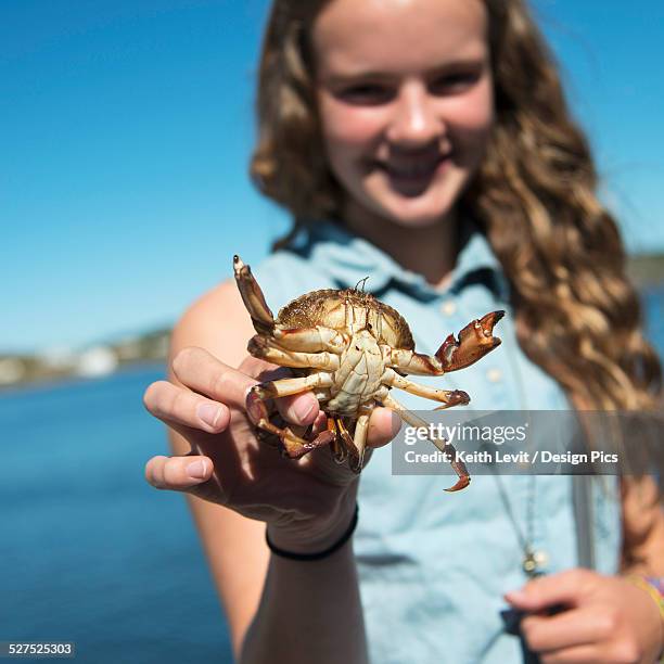 a girl holds up a crab - crab stock pictures, royalty-free photos & images