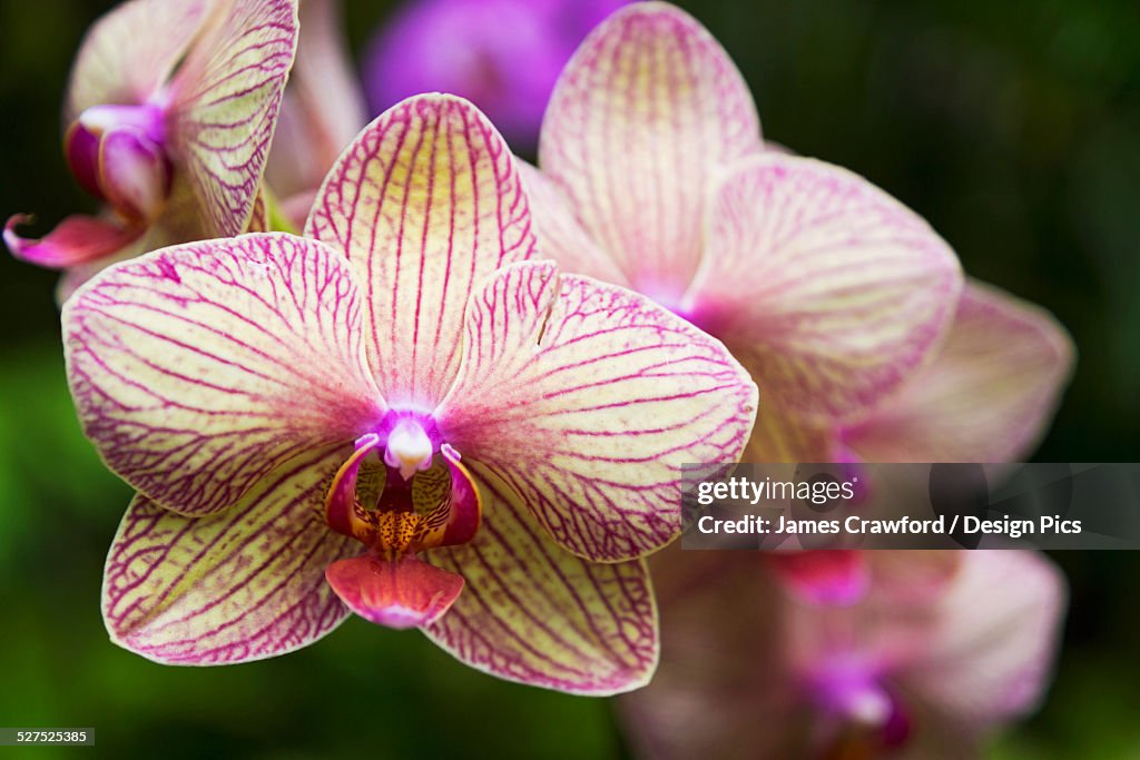 Close up of a pink and white orchid