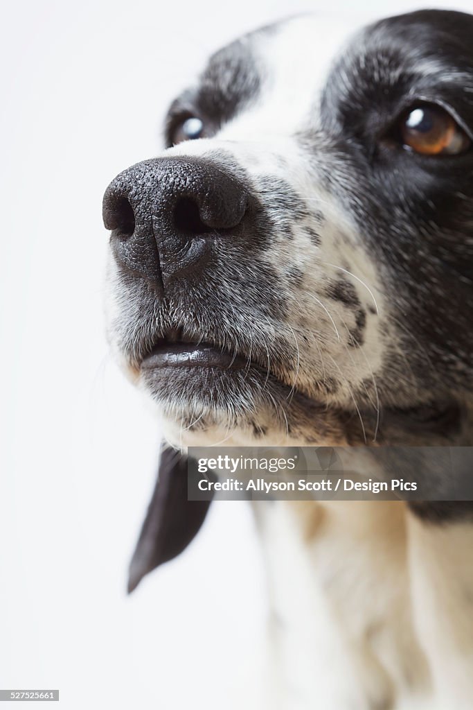Close up of a senior springer spaniel mix dog