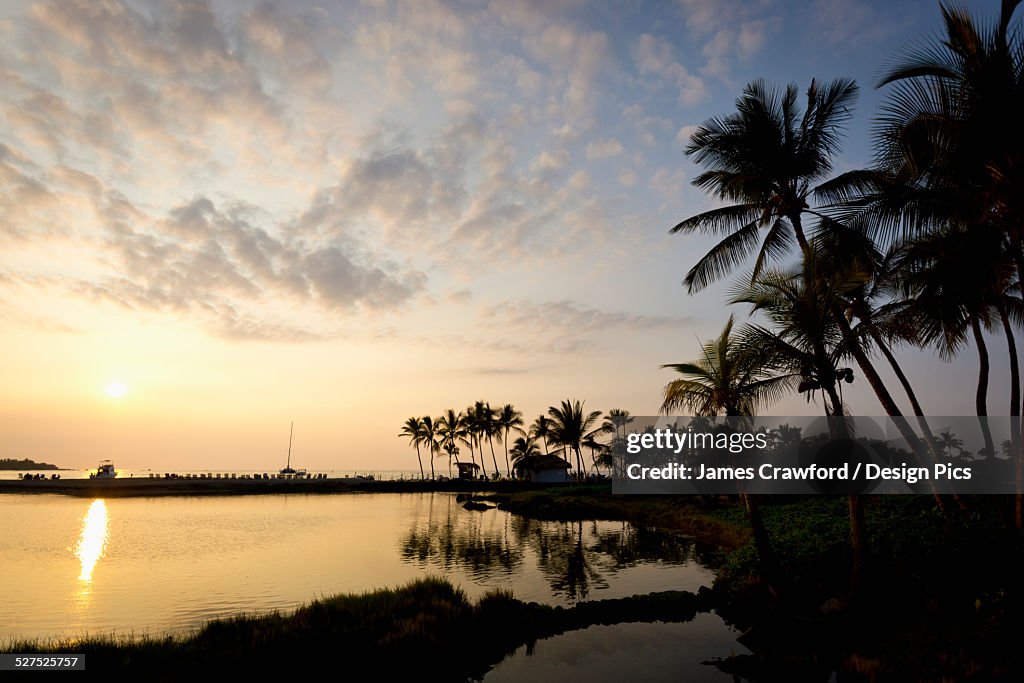Silhouette of palm trees along the coastline at sunset