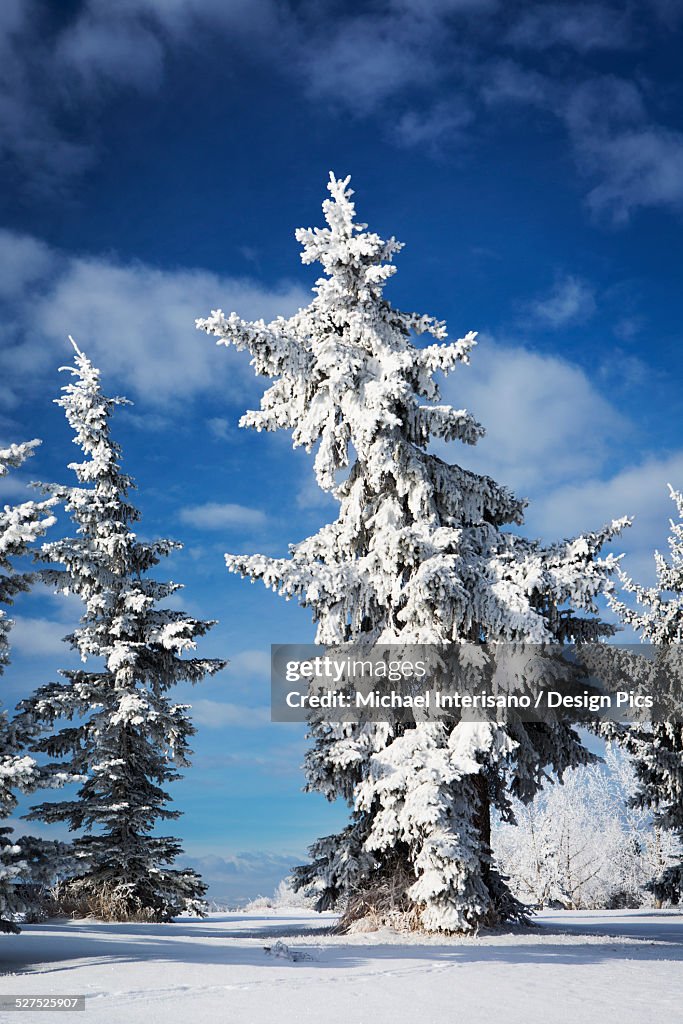 Frosted snow covered evergreen trees in a snow covered field with blue sky and clouds