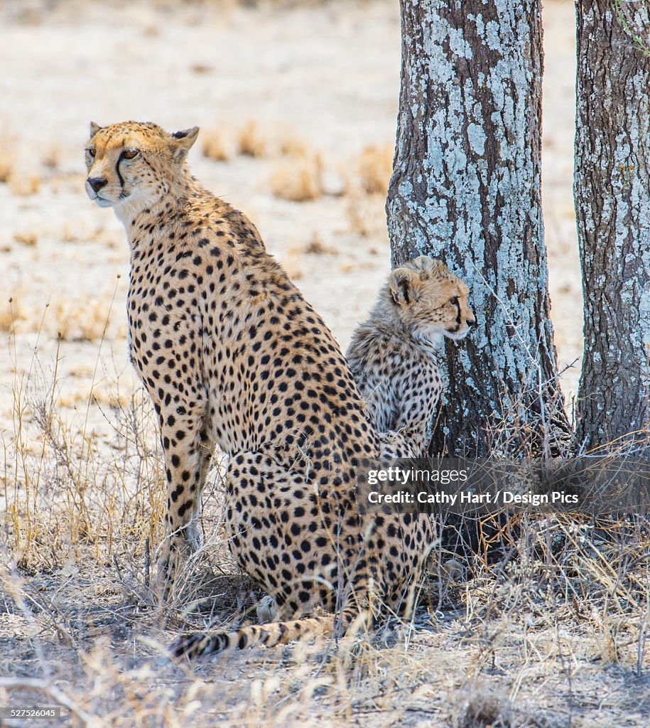 A cheetah and her cub on the serengeti