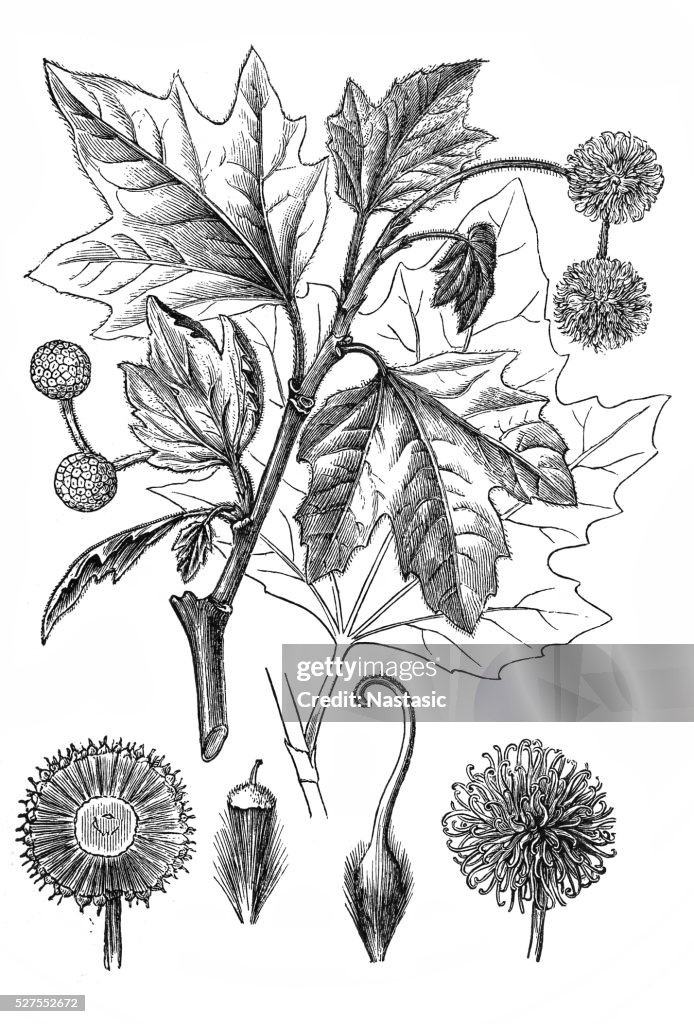 Platanus occidentalis (American sycamore)