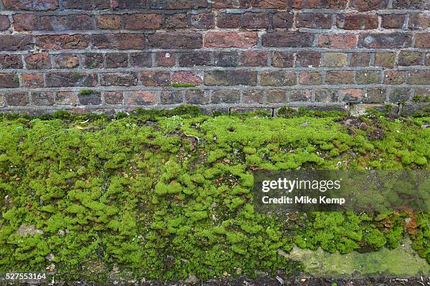 Build up of healthy looking green moss on an old wall. London, UK. Mosses are small flowerless plants that usually grow in dense green clumps or...