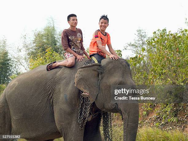 Children Riding Elephants 3,021 The Female Asian Elephant Stock Photos, High-Res Pictures, and ...