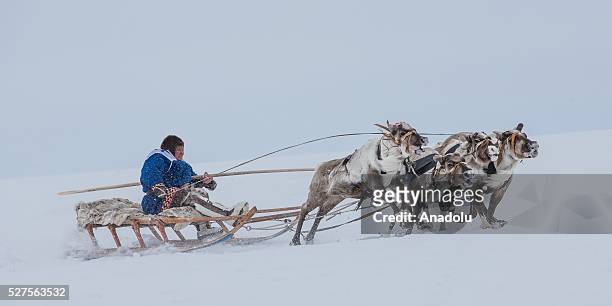 Participant from Nenets Autonomous Okrug rides a sled during a reindeer race on the Reindeer Herders Day in the Yamalo-Nenets Autonomous Okrug,...