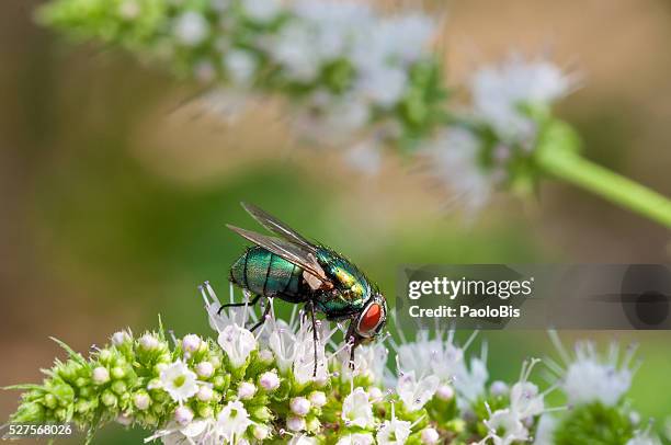 close up of house fly, on mint flowers - compound eye stock pictures, royalty-free photos & images