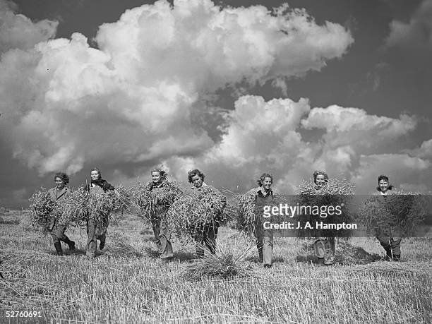 Group of land girls bringing in sheaves of wheat from a field reclaimed for the war effort from 400-acres of unused land on the Sussex Downs, 13th...