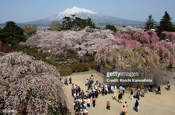 Mount Iwaki-san stands in the background during The Hirosaki Cherry Blossom Festival at Hirosaki Park on May 5, 2005 in Aomori Prefecture, Japan....