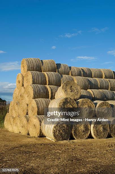 stacks of round bales of straw in a field, after harvest. - bale stock pictures, royalty-free photos & images