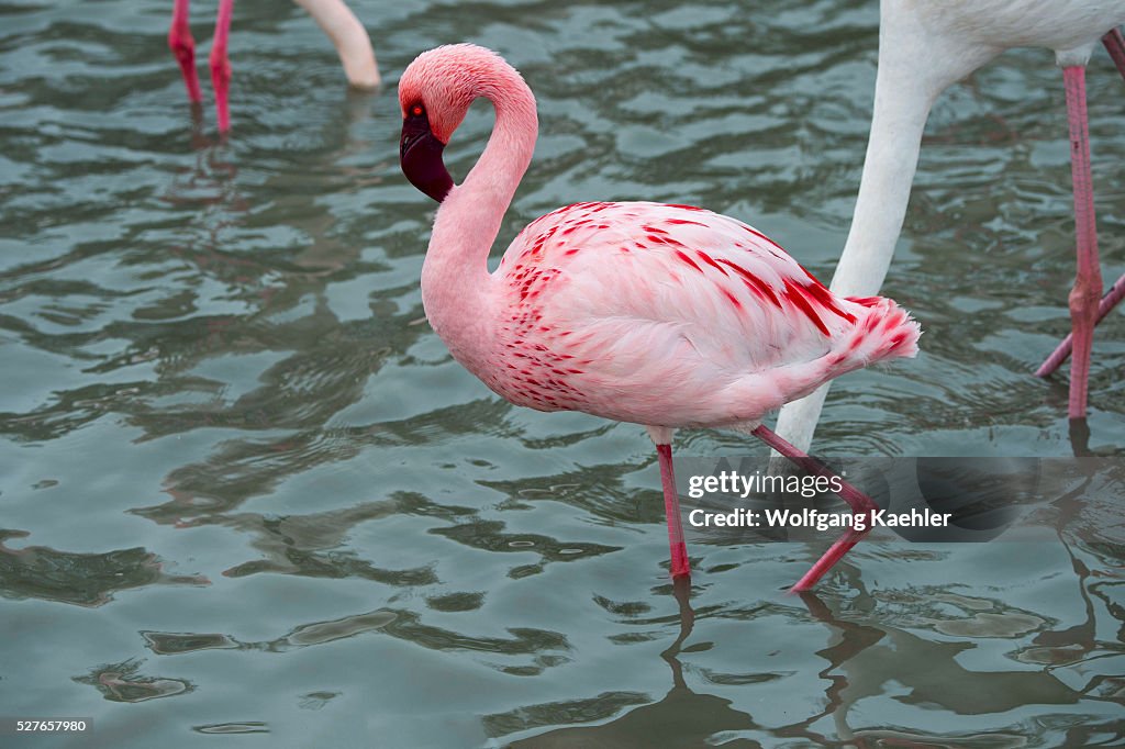 Greater flamingo (Phoenicopterus roseus) spreading wings at...