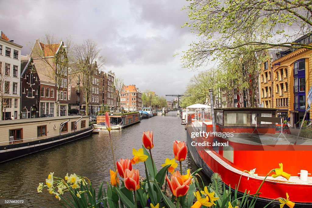 Spring tulip flowers in Amsterdam, Netherlands