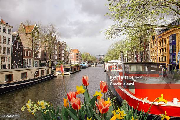 spring tulip flowers in amsterdam, netherlands - tulips amsterdam stock pictures, royalty-free photos & images