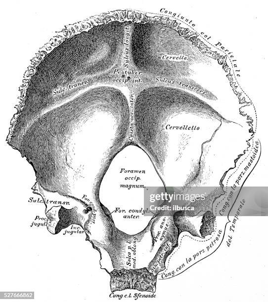 142 Ilustraciones de Hueso Occipital - Getty Images 142 Ilustraciones de Hueso Occipital - Getty Images
