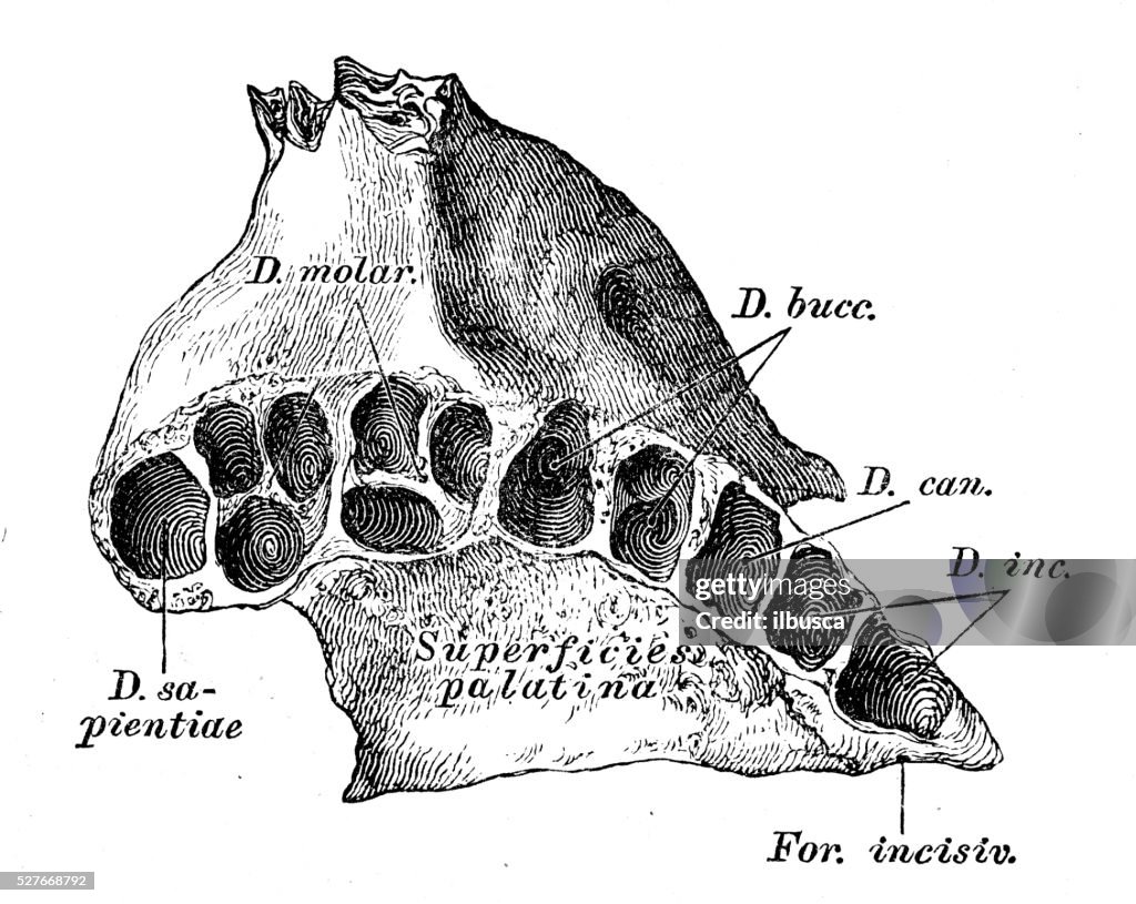 maxilla anatomy